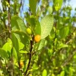 Erythroxylum coca ᱡᱚ