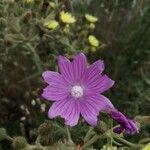 Malva tournefortiana Flower