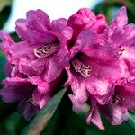 Rhododendron anthosphaerum Кветка