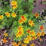 Bidens triplinervia Lorea