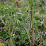 Valerianella eriocarpa Lapas