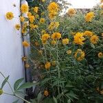 Rudbeckia laciniata Egyéb