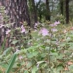 Clinopodium menthifolium موطن