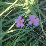 Oxalis obliquifolia Flower