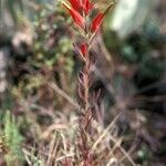 Castilleja fissifolia Flower