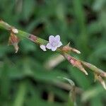 Oxygonum sinuatum Flower