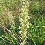 Silene viscosa Hábito