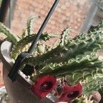 Huernia macrocarpa Žiedas