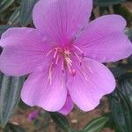Tibouchina mutabilis Kvet