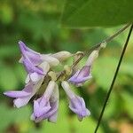 Amphicarpaea bracteata Blüte