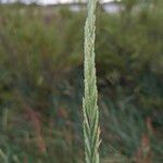 Elymus repens Fruit