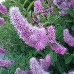 Spiraea salicifolia Blomma