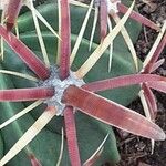 Ferocactus latispinus Лист