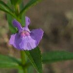 Mimulus ringens Virág