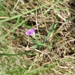 Lathyrus hirsutus Žiedas