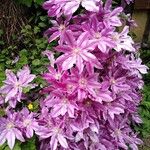 Clematis patens花