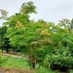 Aralia elata Συνήθη χαρακτηριστικά