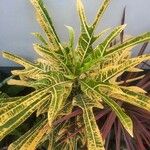 Codiaeum variegatum ഇല