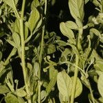 Heliotropium procumbens Habit