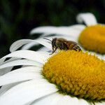 Leucanthemum maximum 花