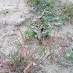 Bromus tectorum Blad