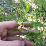 Melampyrum pratense Blomst