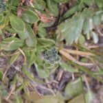 Veronica bellidioides Mbuma