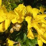 Oenothera pilosella Flower