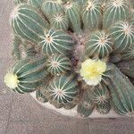 Parodia magnifica Кветка