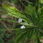 Elytraria imbricata Habit