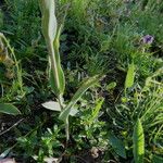 Ranunculus amplexicaulis Rhisgl