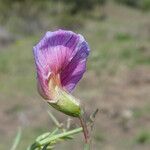 Vicia lathyroides Цвят