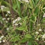 Symphyotrichum lateriflorum পাতা