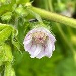 Malva neglecta Flor