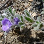 Phacelia cephalotes Συνήθη χαρακτηριστικά