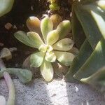 Aeonium castello-paivae Likasa