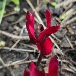 Cyclamen repandum Flor