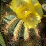 Parodia magnifica Кара