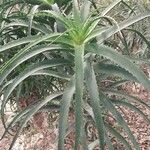 Aloe pluridens Yaprak