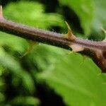 Rubus scaber Écorce