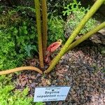 Begonia nepalensis Kaarna