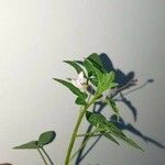 Cleome rutidosperma Fleur
