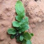 Asplenium marinum Leaf