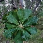 Banksia praemorsa Leaf