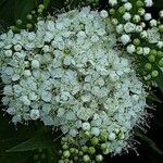 Spiraea alba Fula