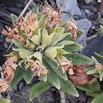 Teucrium montanum Kukka