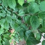 Celtis tenuifolia Hoja