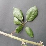 Rubus questieri Blad