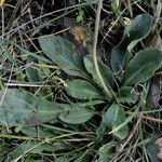 Bellis sylvestris 葉