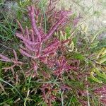 Salicornia europaea Folla